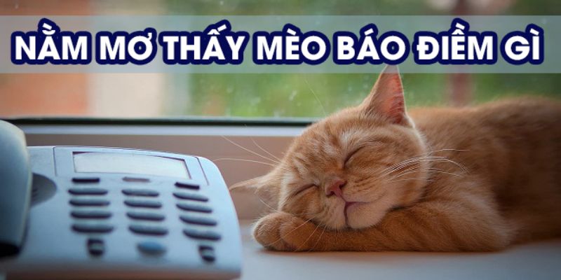 Điềm báo của giấc mơ thấy mèo